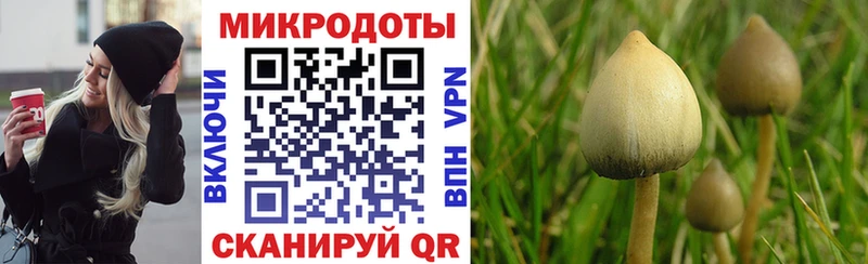 Псилоцибиновые грибы Cubensis где найти наркотики Тулун